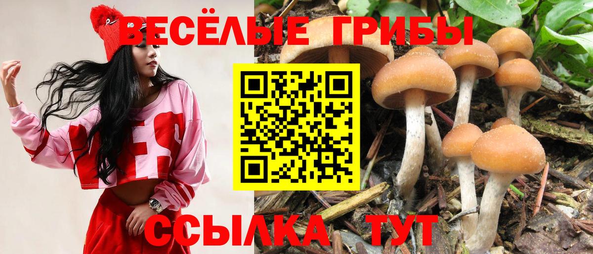 Орехово-Зуево  наркотики  Вход с VPN  Галлюциногенные грибы Psilocybe 